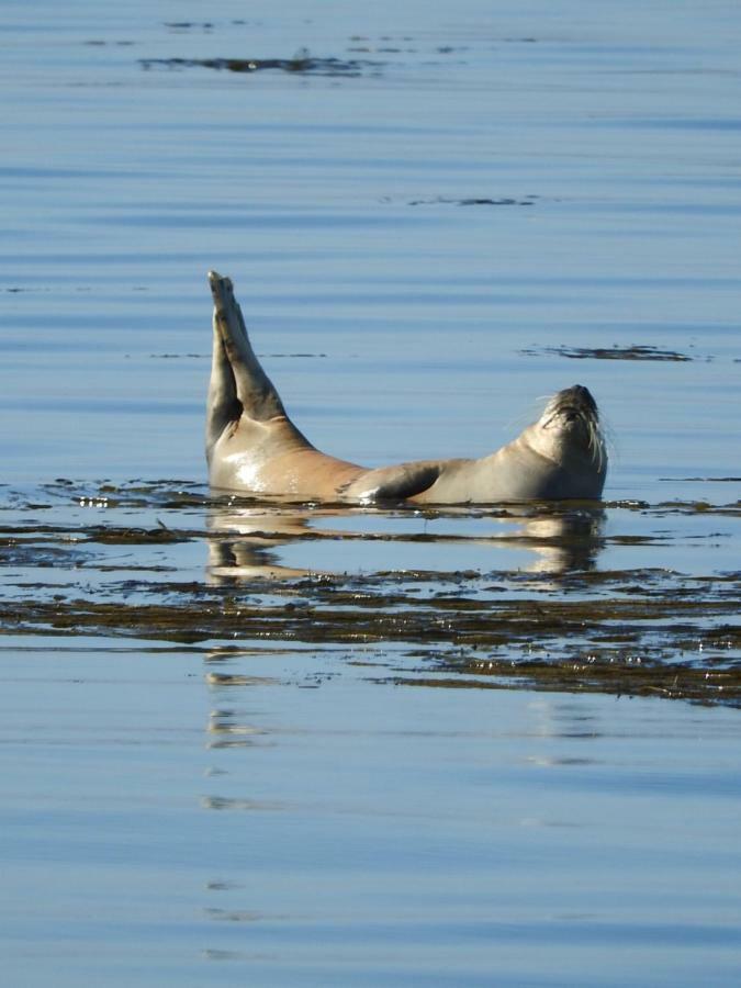 Au Bout Du Port Lägenhet Guilvinec Exteriör bild